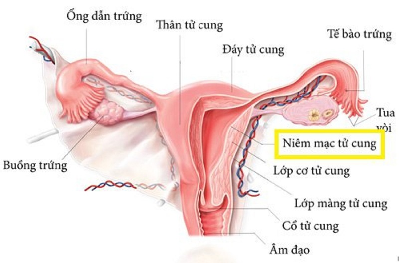  Cấu tạo tử cung gồm nhiều lớp cơ