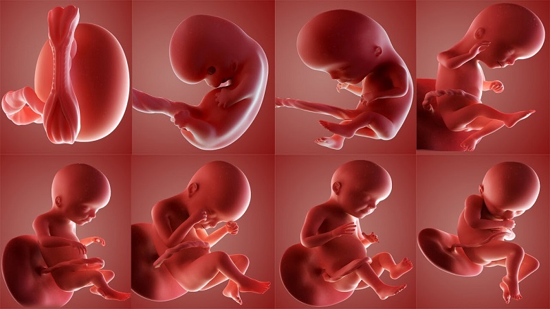 Quá trình lớn lên gắn liền với sự phát triển về cử động của thai nhi