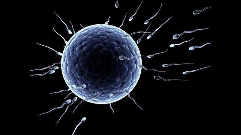 Thụ thai là gì và những điều nên biết về quá trình thụ thai