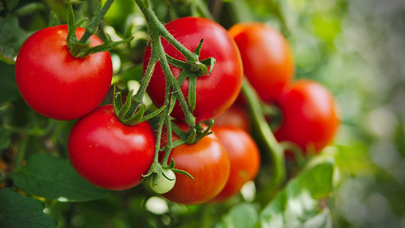 Cà chua cũng là một trong các loại rau tốt cho bà bầu