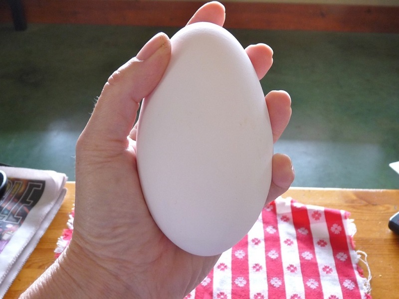 Trứng ngỗng là đồ ăn thức uống chứa chấp bộ phận đủ dinh dưỡng rất nhiều dạng