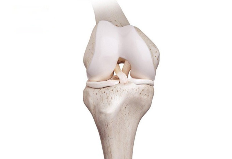 Nhiệm vụ của dây chằng chéo là kết nối giữa phần xương đùi và xương ống chân, giữ xương đầu gối luôn ổn định
