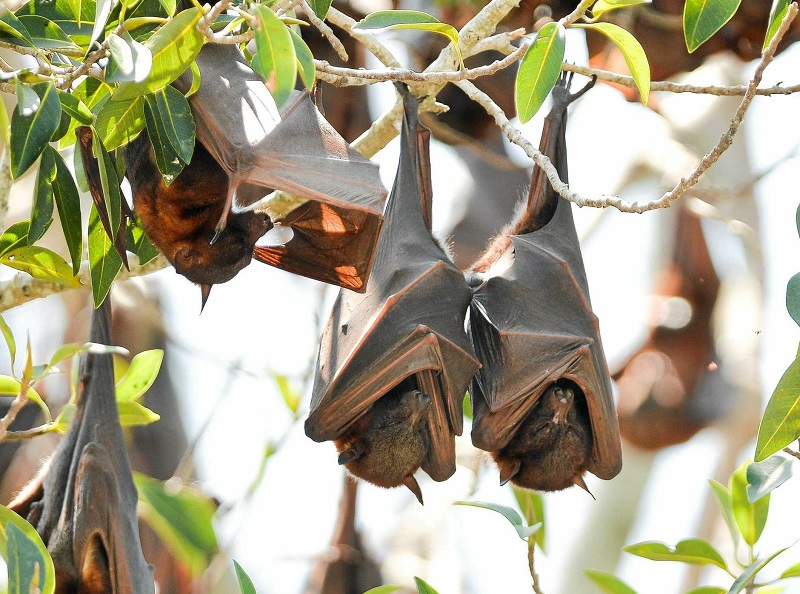 Thói quen dùng dơi làm thực phẩm có thể khiến bùng phát các loại bệnh nguy hiểm