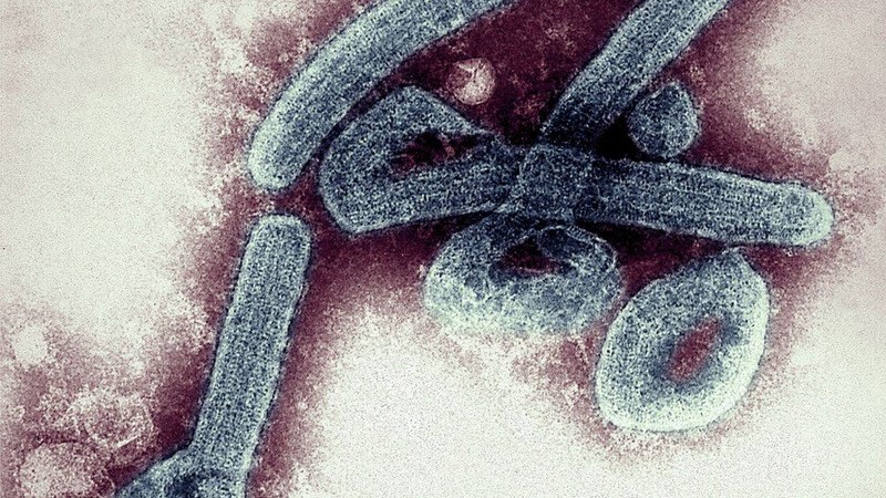 Virus Marburg được WHO đánh giá là cực kỳ nguy hiểm và xếp vào nhóm nguy cơ cao nhất