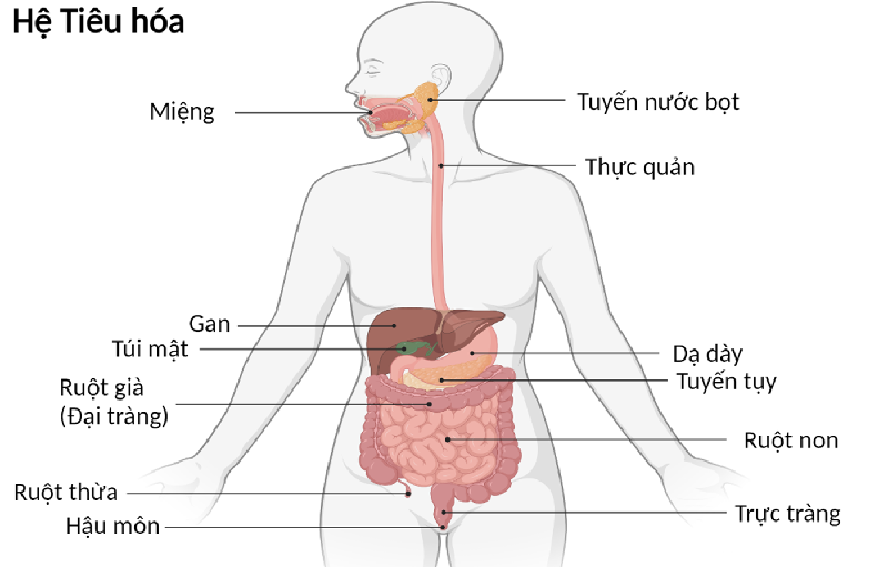 Vị trí hệ tiêu hóa bên trong cơ thể