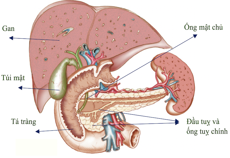 Vị trí của tuyến tụy trong cơ thể