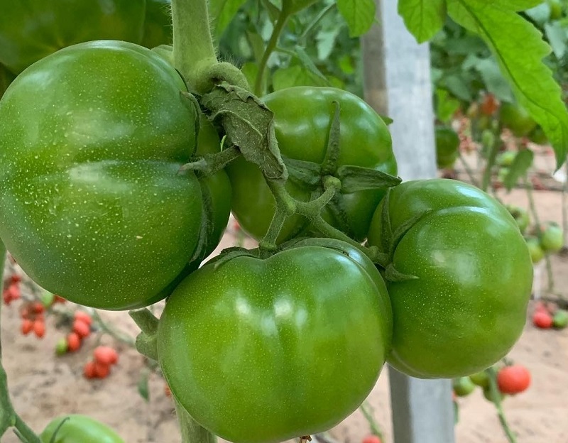 Mẹ bầu không nên ăn cà chua xanh để tránh nhiễm độc solanine
