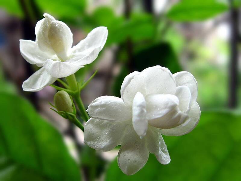 Hoa nhài là loài hoa có mùi thơm mát đặc trưng