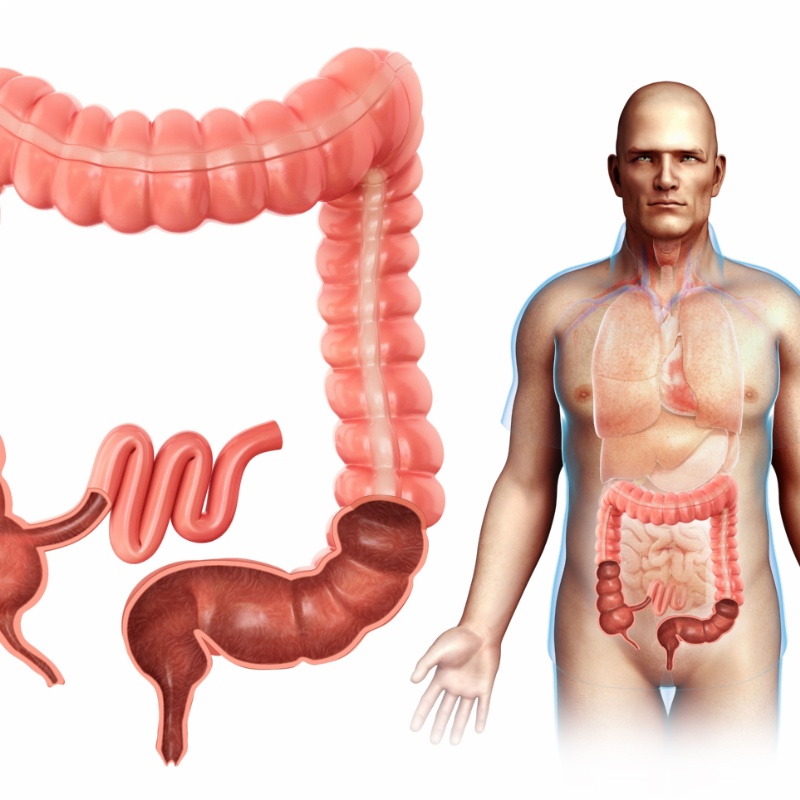 Ruột già là cơ quan thuộc hệ tiêu hóa thực hiện chức năng bài tiết để đào thải chất dư thừa ra khỏi cơ thể