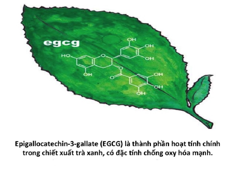 Trà xanh chứa EGCG, một chất chống oxy hóa mạnh mẽ