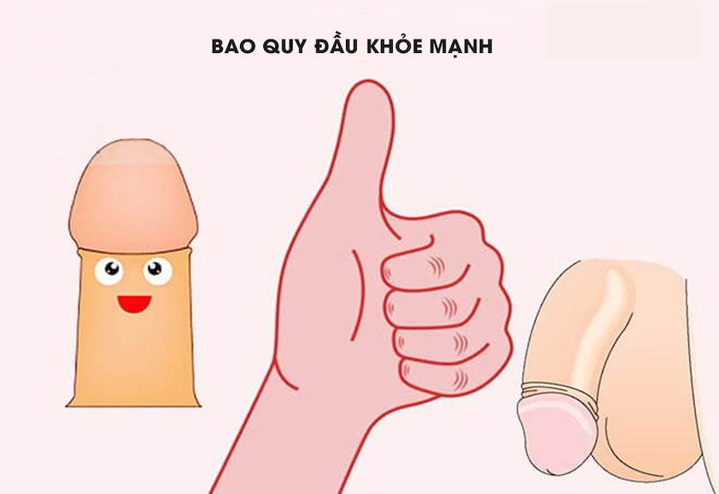 Hình dáng của một bao quy đầu khỏe mạnh