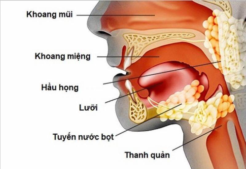 Cấu tạo đường hô hấp trên