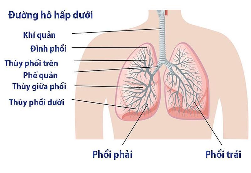 Mô hình các phân thùy của phổi  Thiết bị y tế Huê Lợi