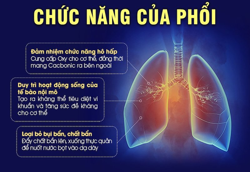 Phổi nằm ở vị trí nào và nguyên lý hoạt động của phổi?