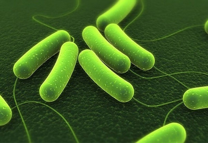 Helicobacter pylori có thể sống trong dạ dày