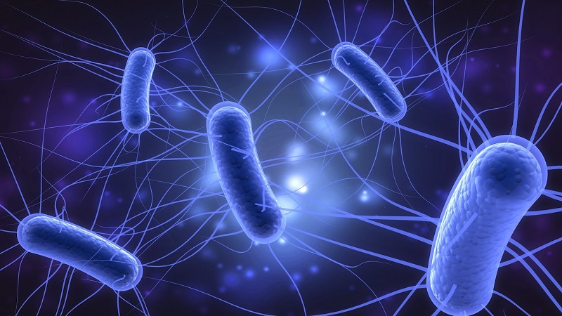 Xà lách chứa hoạt chất có khả năng chống E.coli