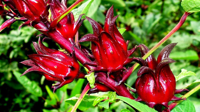 Cây Atiso đỏ bắt nguồn từ Tây Phi