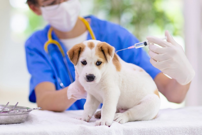 6 điều cần lưu ý khi tiêm phòng dại cho chó – Xét nghiệm MEDLATEC