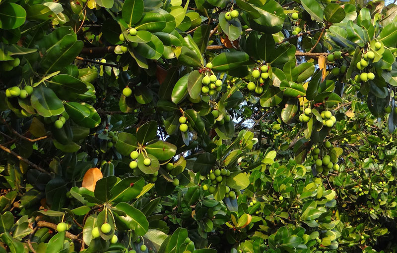 Cây tamanu phát triển mạnh ở vùng khí hậu nhiệt đới