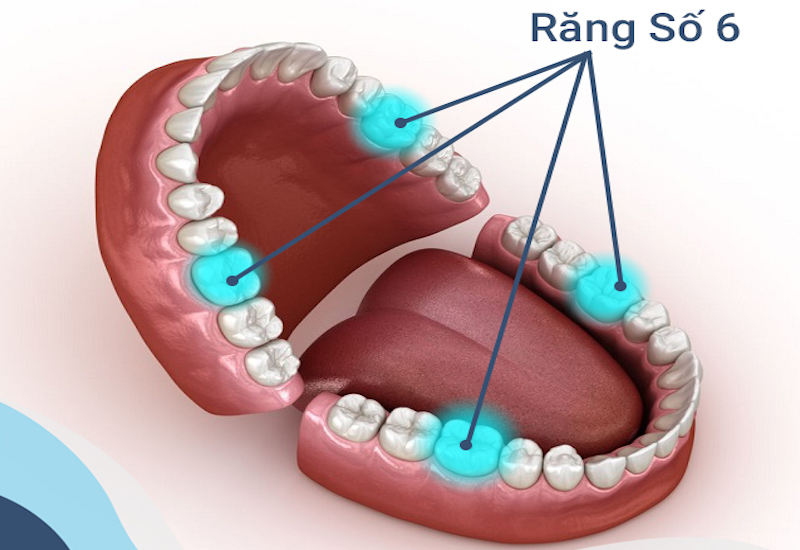 1. Răng số 6 hàm trên: Vai trò và đặc điểm