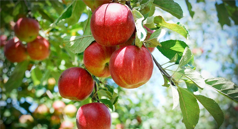 Ăn táo giúp kiểm soát cơn đói và cảm giác thèm ăn