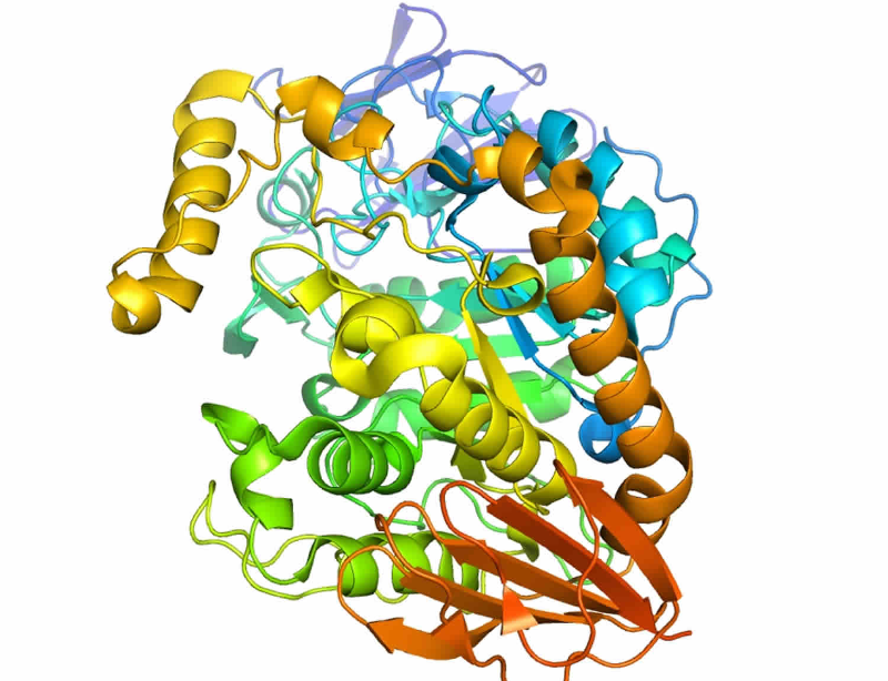 Enzyme này còn đóng vai trò chính trong quá trình phân hủy tinh bột