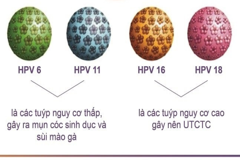 HPV 16 và HPV 18 là 2 chủng HPV có nguy cơ cao gây ung thư cổ tử cung