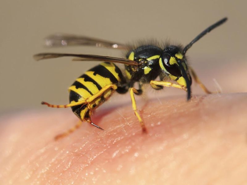 Tập tính bầy đàn khiến ong phản ứng dữ dội khi bị bị chọc tức