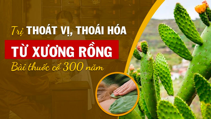 Đắp xương rồng cũng giúp giảm đau nhanh chóng