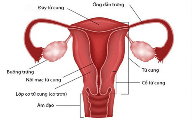 Chụp MRI tử cung 