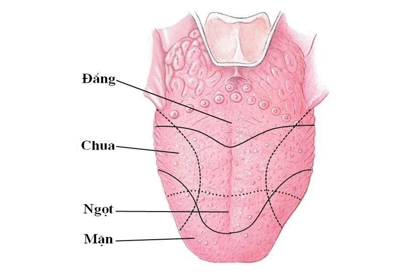 Lưỡi có thể nếm được 4 loại vị giác