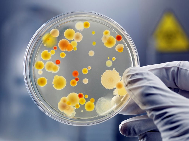 Mỗi vòng phản ứng PCR số lượng ADN được khuếch đại với hệ số mũ