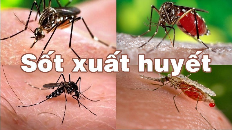 Nhấn vào ảnh để phóng to Muỗi Aedes aegypti và Aedes albopictus hay còn gọi là muỗi sốt xuất huyết