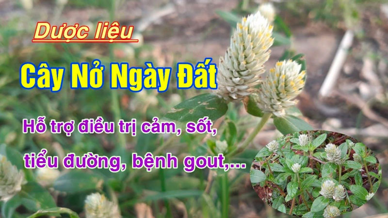 Loại dược liệu này có khả năng hỗ trợ trị bệnh gout