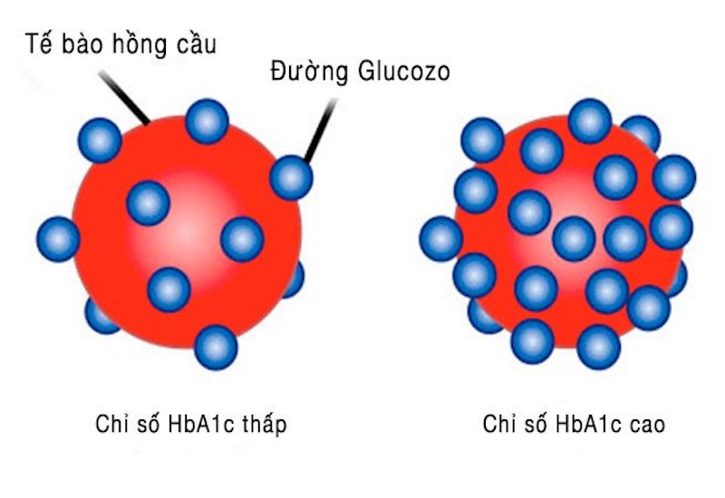 Minh họa chỉ số HbA1c thấp và cao