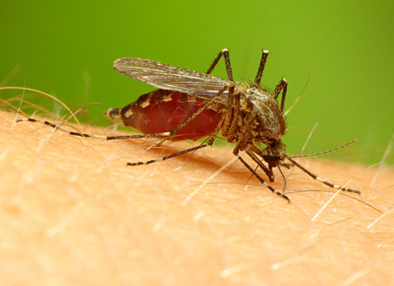 Muỗi Anopheles là vật chủ trung gian làm lây truyền tác nhân gây bệnh sốt rét