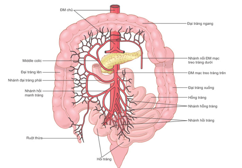 Hình ảnh giải phẫu động mạch mạc treo tràng trên 