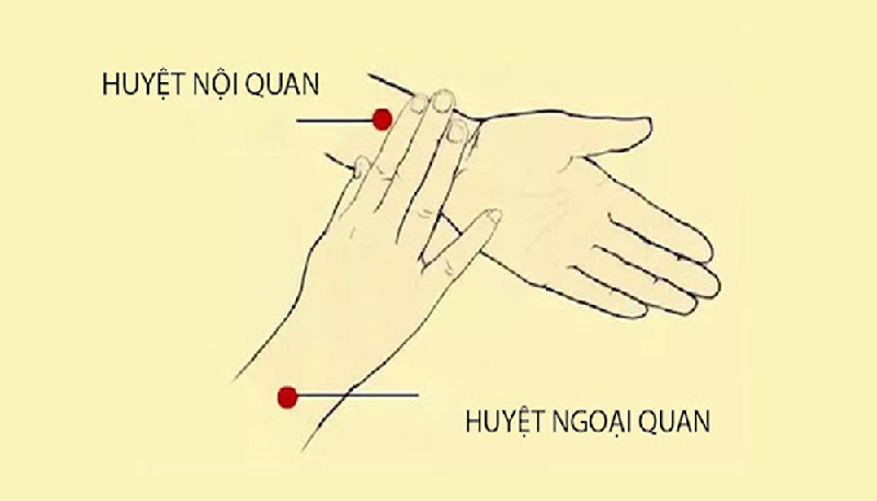 Vị trí của các cơ quan nội tạng nằm giữa các gân của lòng bàn tay lớn và lòng bàn tay