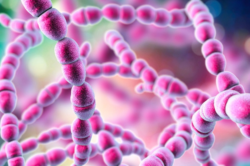 Nhiễm Streptococcus là nguyên nhân gây ra bệnh này