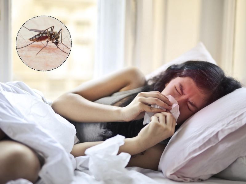 Sốt xuất huyết lây truyền thông qua muỗi vằn mang mầm bệnh (Aedes aegypti)