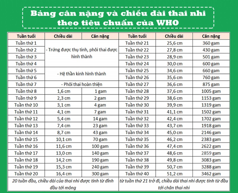 Cân Nặng Thai Nhi Chuẩn Theo Tuần: Hướng Dẫn Chi Tiết Cho Mẹ Bầu