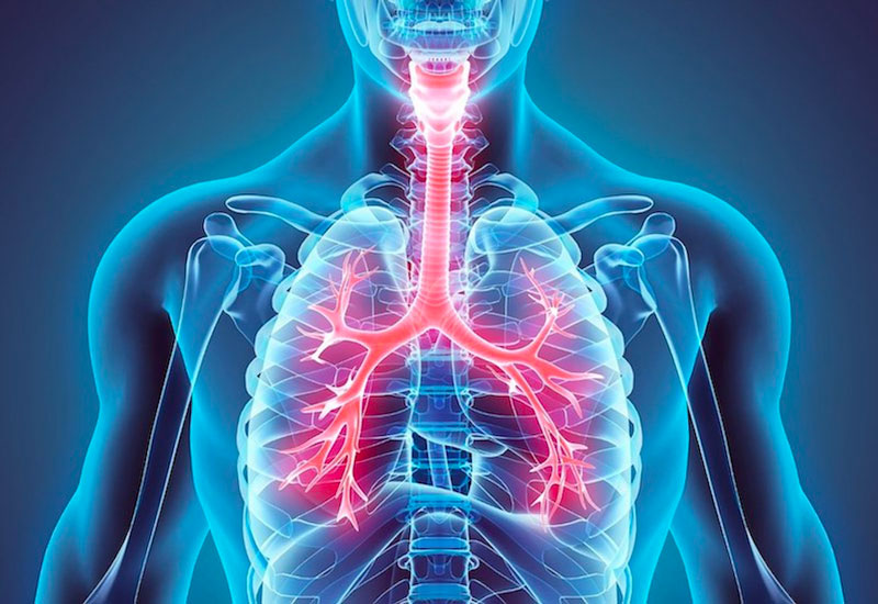 Cách phổi hoạt động bên trong hệ hô hấp