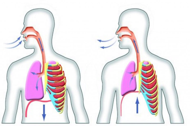 Hít vào thở ra đúng cách giúp đào thải độc tố ra ngoài cho cơ thể khỏe mạnh