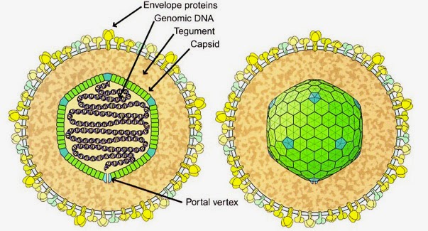 EBV DNA trong máu tại bệnh viện đa khoa MEDLATEC an toàn, nhanh chóng, hiệu quả