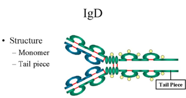 IgD định lượng quan trọng trong cơ thể con người