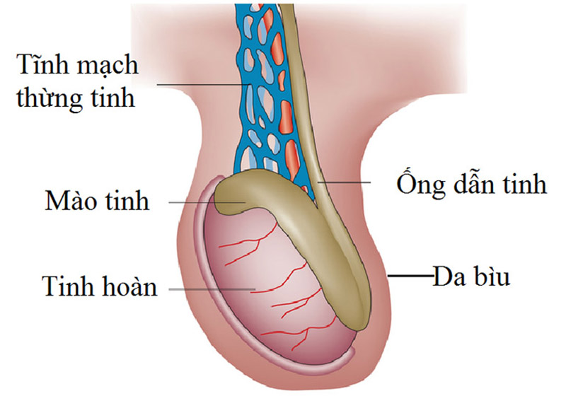 Sự thay đổi của hệ thống van tĩnh mạch là nguyên nhân chính gây giãn tĩnh mạch thừng tinh