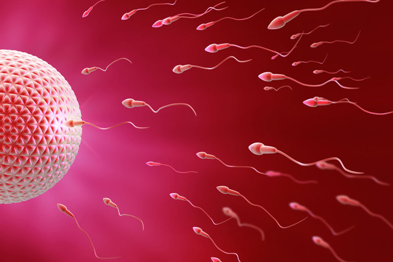 Bơm tinh trùng IUI giúp chủ động thời điểm trứng và tinh trùng gặp nhau