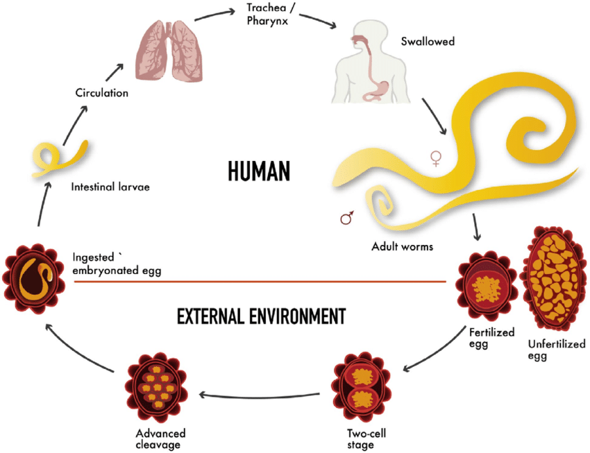 Chu kỳ giun đũa ở người và môi trường