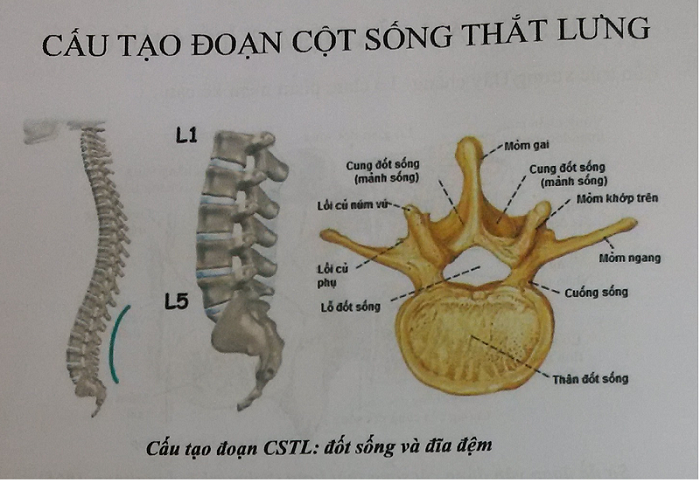 Cấu tạo cột sống thắt lưng