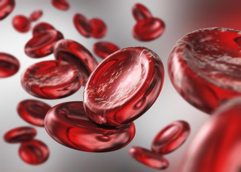 Hemoglobin chiếm 33% trọng lượng của hồng cầu